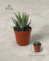 Haworthia Big Band Mini - Pur Plant