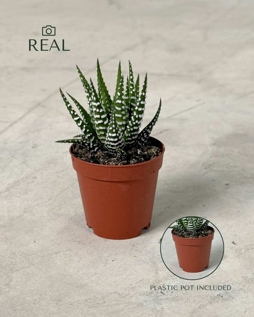 Haworthia Big Band Mini - Pur Plant
