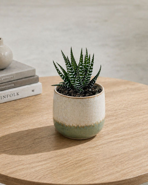Haworthia Big Band Mini - Pur Plant