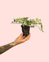 Hedera Helix Mix Mini - Pur Plant