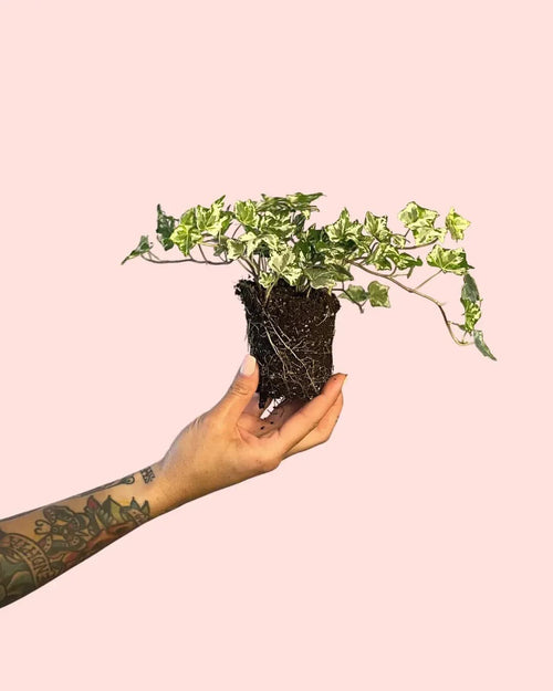 Hedera Helix Mix Mini - Pur Plant