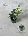 Hedera Helix Mix Mini - Pur Plant