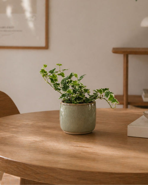 Hedera Helix Mix Mini - Pur Plant