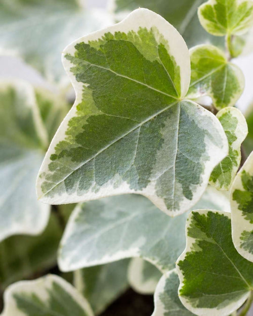 Hedera Helix Mix Mini - Pur Plant