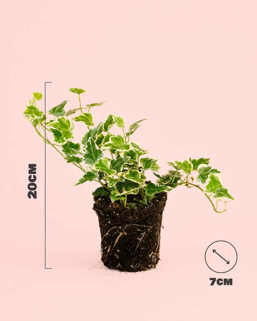 Hedera Helix Mix Mini - Pur Plant