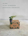Hedera Helix Mix Mini - Pur Plant