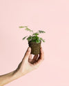 Helecho Actiniopteris Australis Mini - Pur Plant