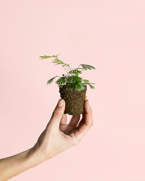 Helecho Actiniopteris Australis Mini - Pur Plant