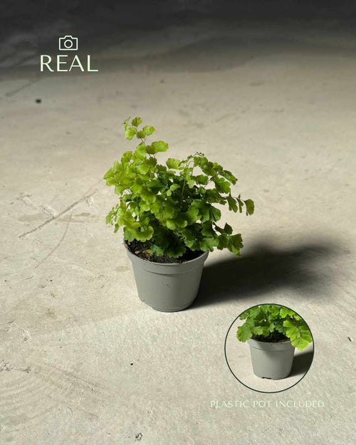 Helecho Adiantum Raddianum Mini - Pur Plant