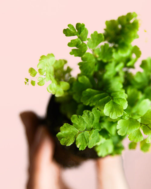 Helecho Adiantum Raddianum Mini - Pur Plant