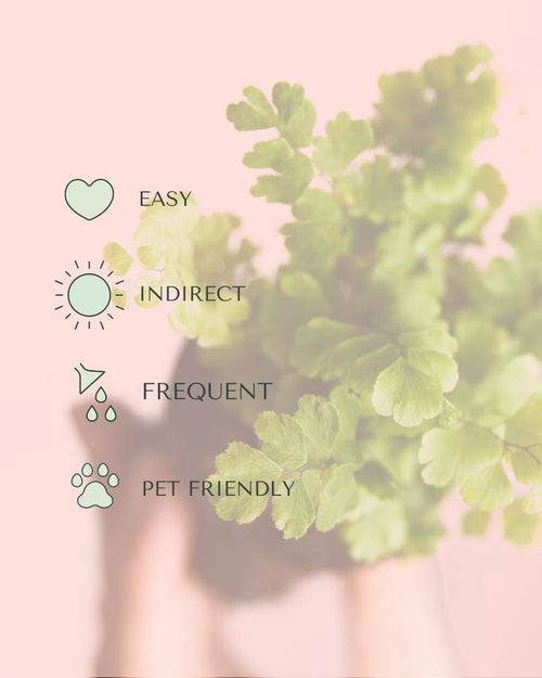 Helecho Adiantum Raddianum Mini - Pur Plant
