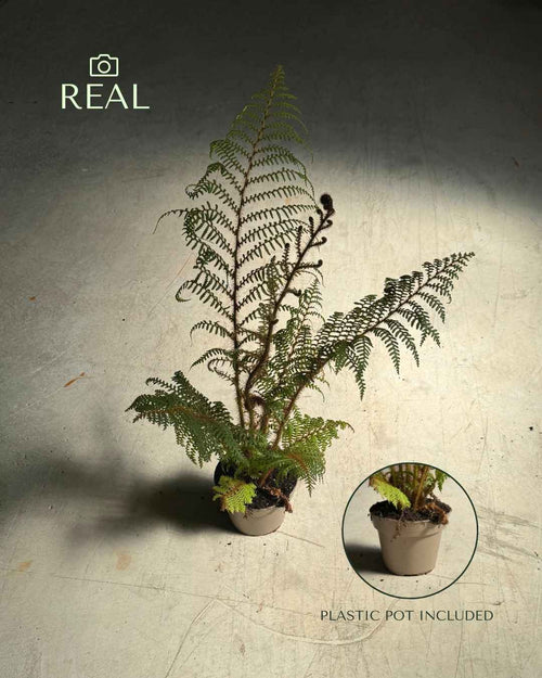 Helecho Arborescente - Cyathea tomentosissima M - Pur Plant