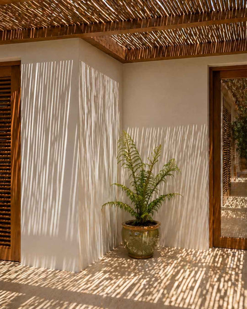 Helecho Arborescente - Cyathea tomentosissima M - Pur Plant