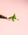 Helecho Asplenium Crispy Wave Mini