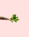 Helecho Asplenium Leslie Mini - Pur Plant