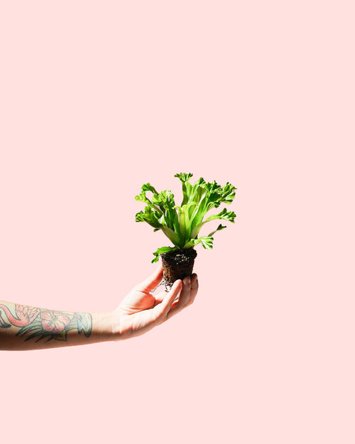 Helecho Asplenium Leslie Mini - Pur Plant