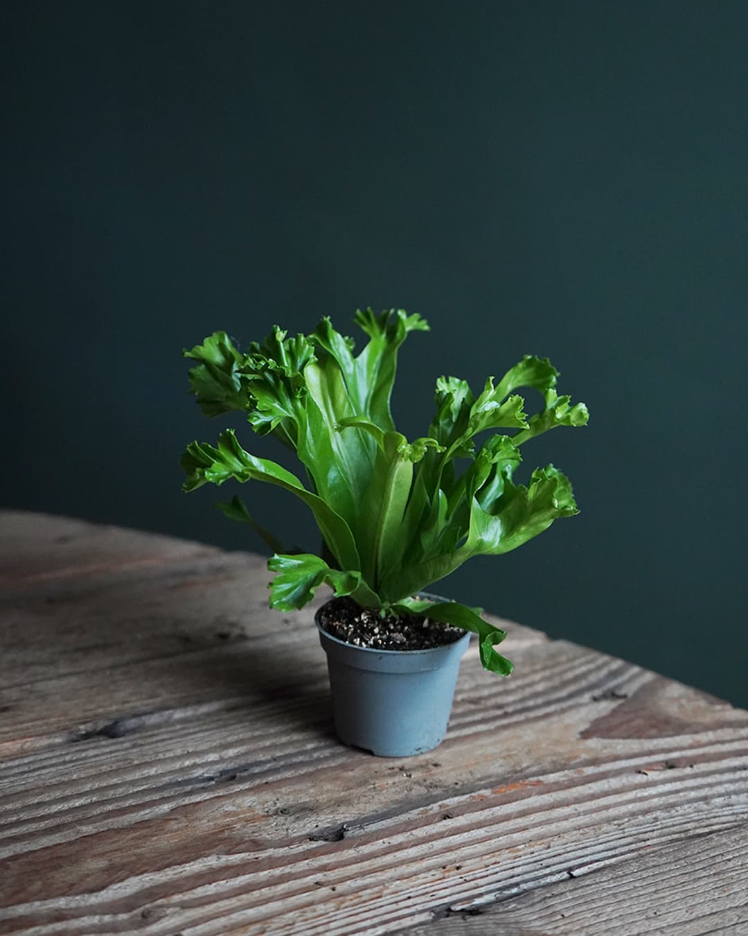 Helecho Asplenium Leslie Mini - Pur Plant