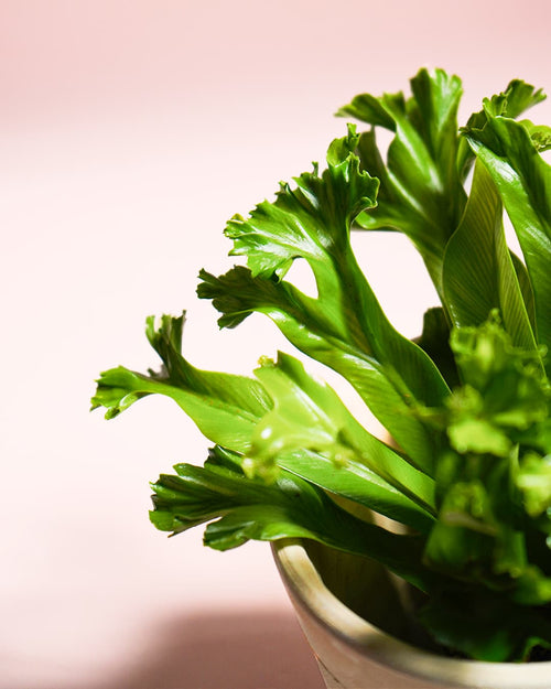 Helecho Asplenium Leslie Mini - Pur Plant