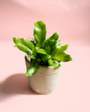 Helecho Asplenium Nidus Mini - Pur Plant