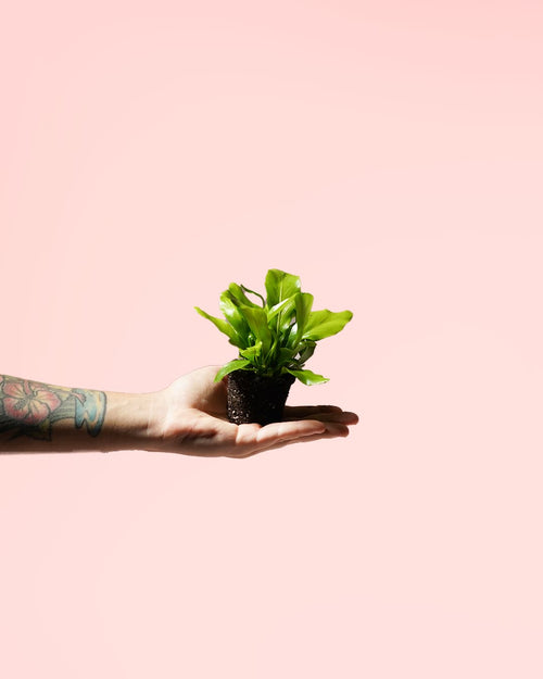 Helecho Asplenium Nidus Mini - Pur Plant