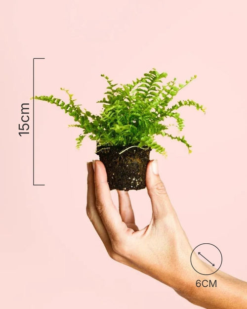Helecho Mini - Pur Plant
