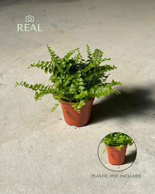Helecho Mini - Pur Plant