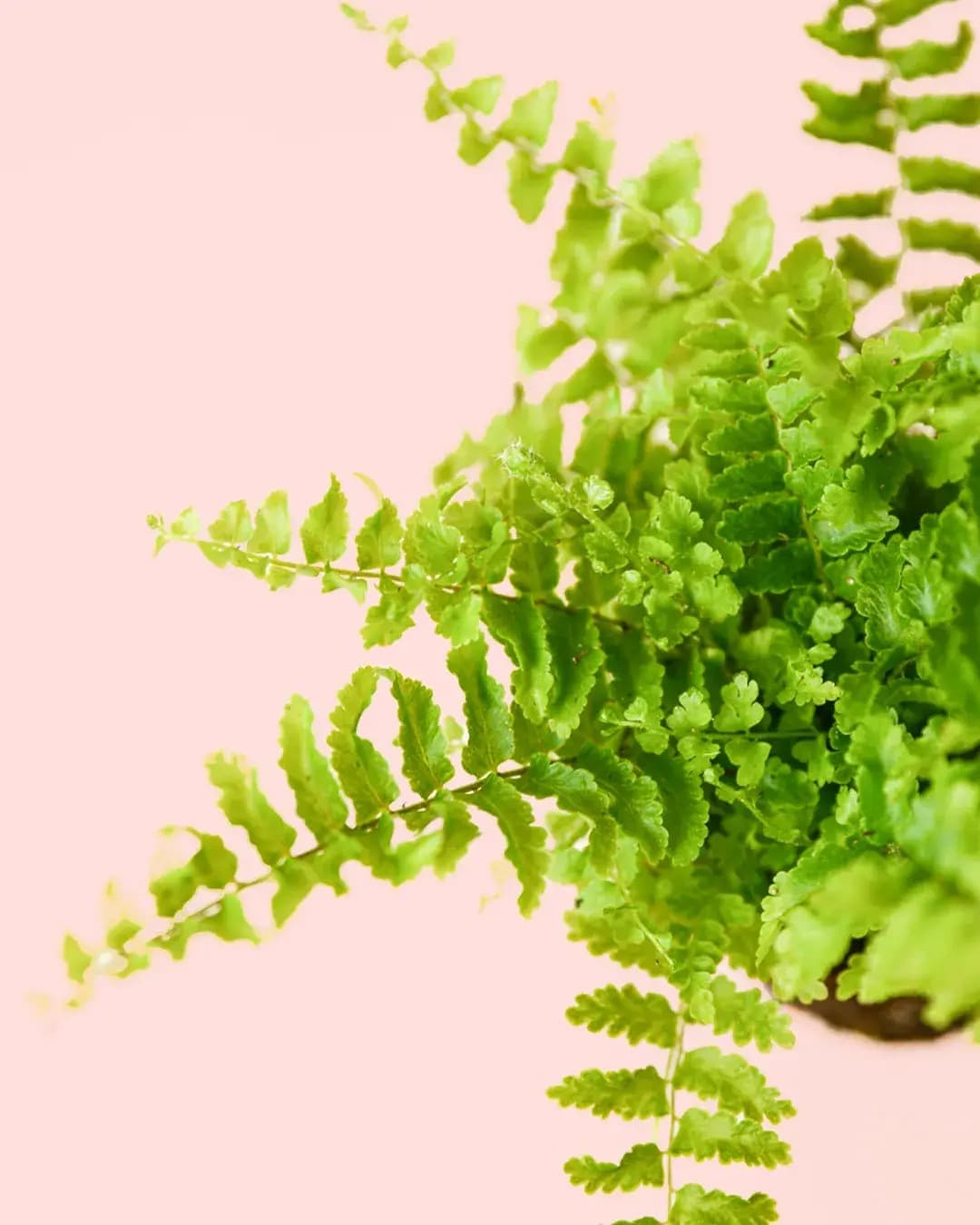 Helecho Mini - Pur Plant