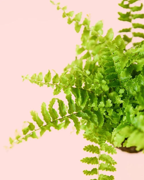 Helecho Mini - Pur Plant