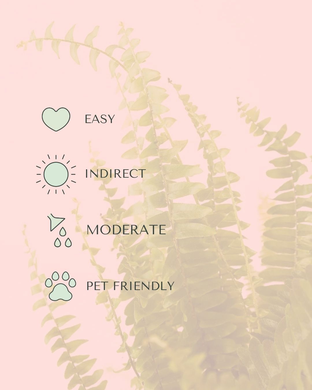 helecho-nefrolepis-care