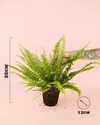Helecho Nefrolepis – Helecho de Boston M - Pur Plant
