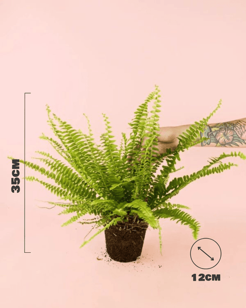 Helecho Nefrolepis – Helecho de Boston M - Pur Plant