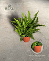 Helecho Nefrolepis – Helecho de Boston M - Pur Plant
