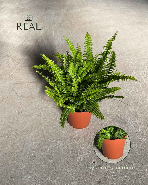 Helecho Nefrolepis – Helecho de Boston M - Pur Plant