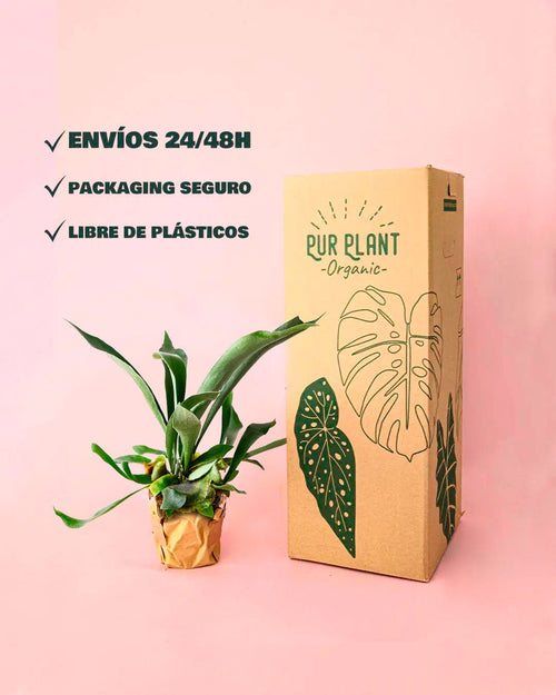 Helecho Platycerium | Cuerno de Ciervo Vegano M - Pur Plant
