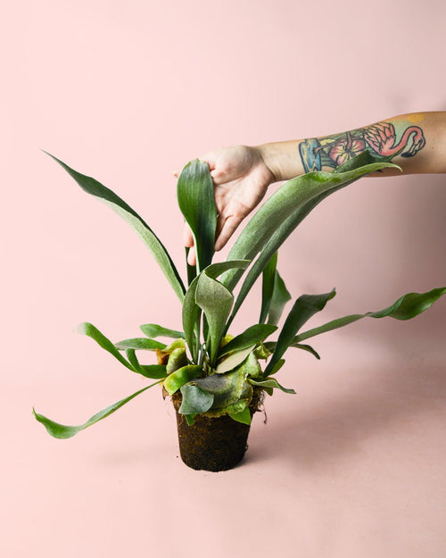 Helecho Platycerium | Cuerno de Ciervo Vegano M - Pur Plant