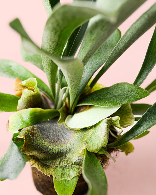 Helecho Platycerium | Cuerno de Ciervo Vegano M - Pur Plant