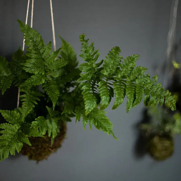 Problemas Plantas Helecho
