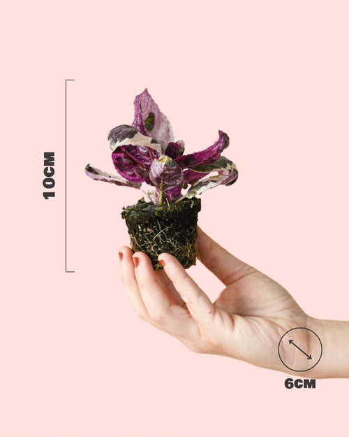 Hemigraphis Snow White Mini - Pur Plant