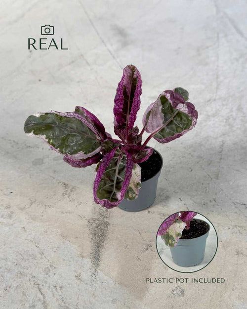 Hemigraphis Snow White Mini - Pur Plant