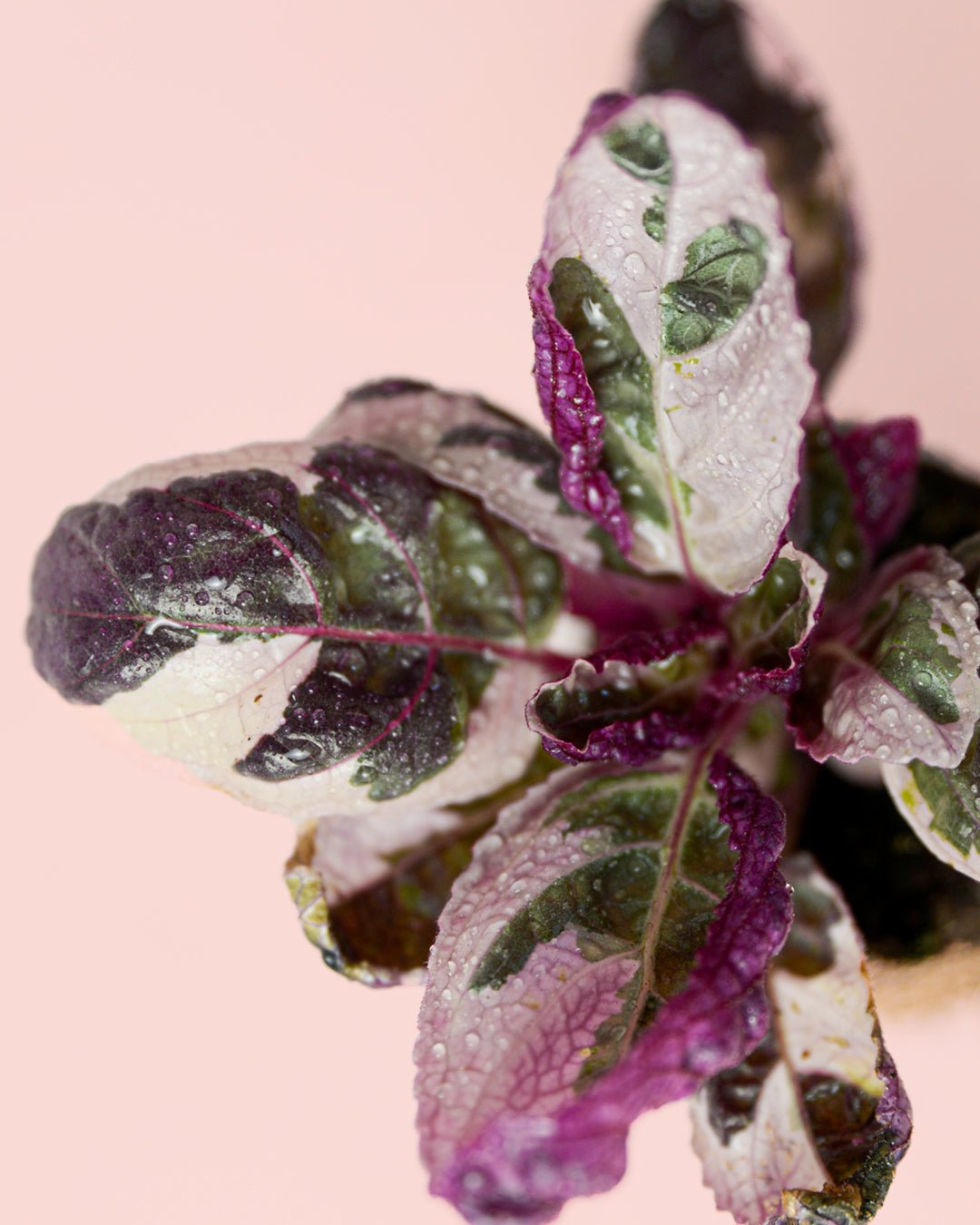 Hemigraphis Snow White Mini - Pur Plant