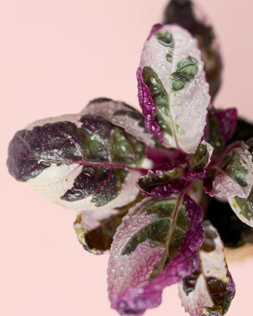 Hemigraphis Snow White Mini - Pur Plant