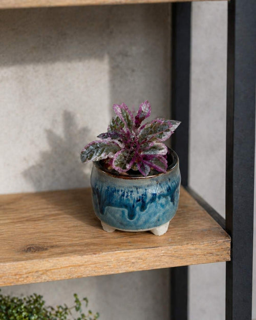 Hemigraphis Snow White Mini - Pur Plant