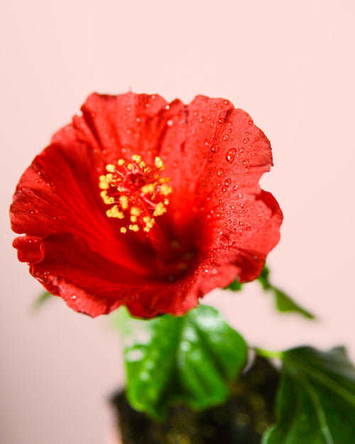 Hibiscus Flor Mix Mini - Pur Plant