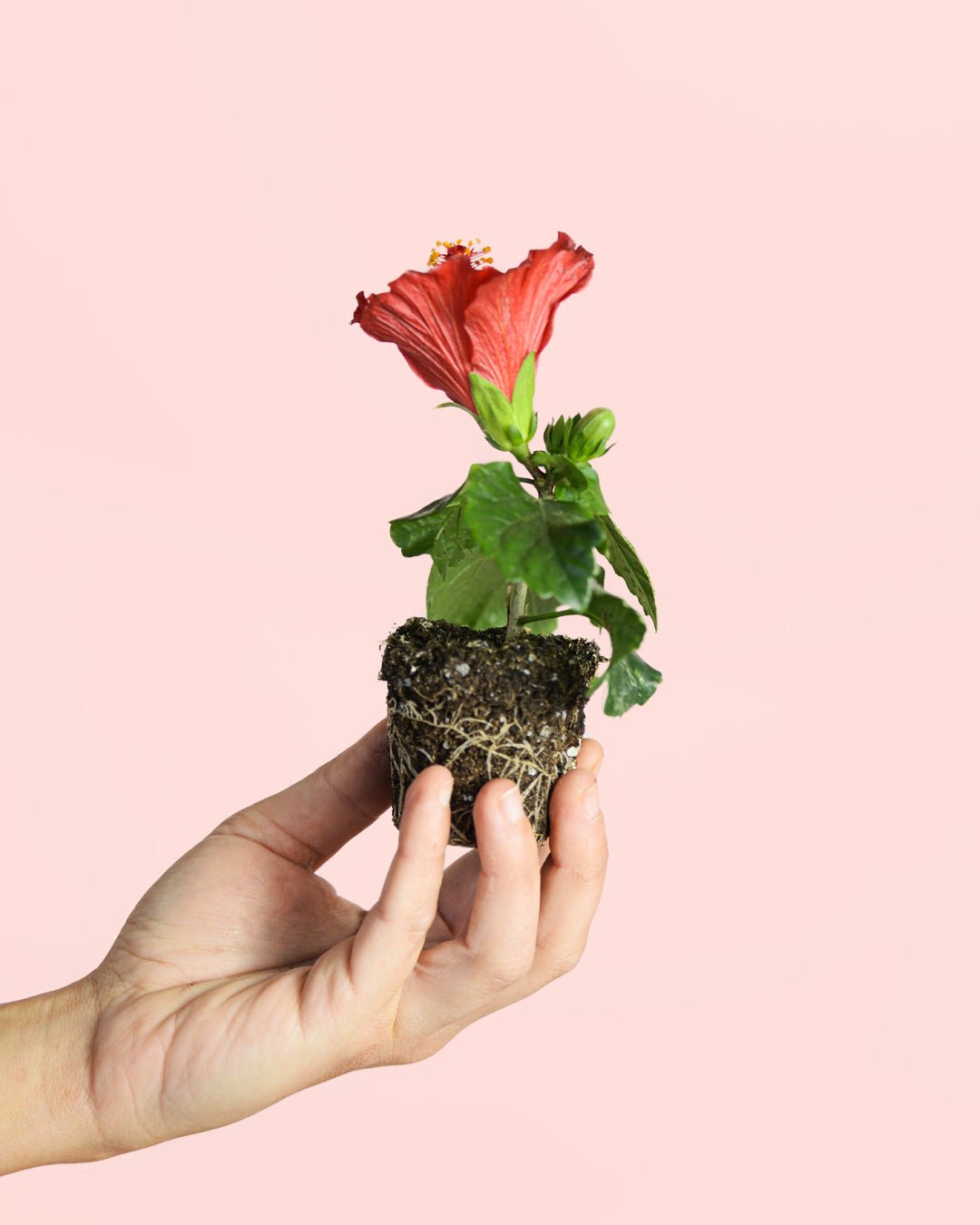 Hibiscus Flor Mix Mini - Pur Plant