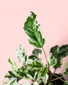 Hibiscus Variegado Mini - Pur Plant