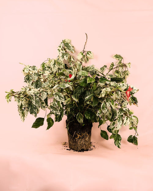 Hibuscus Variegado L - Pur Plant