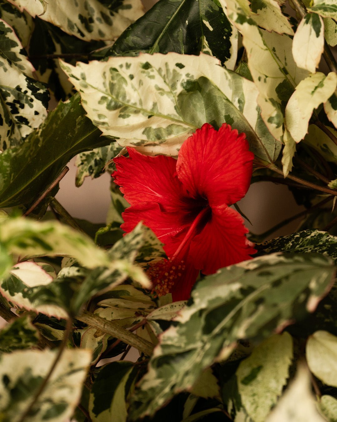 Hibuscus Variegado L - Pur Plant