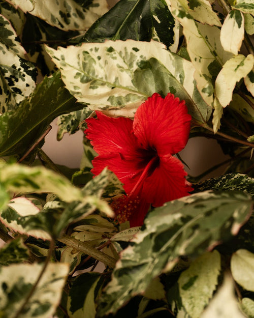 Hibuscus Variegado L - Pur Plant