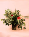 Hibuscus Variegado L - Pur Plant
