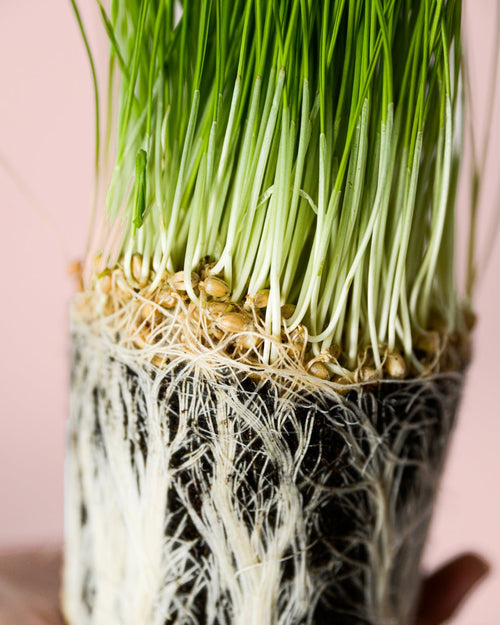 Hierba para Gatos Mini - Pur Plant